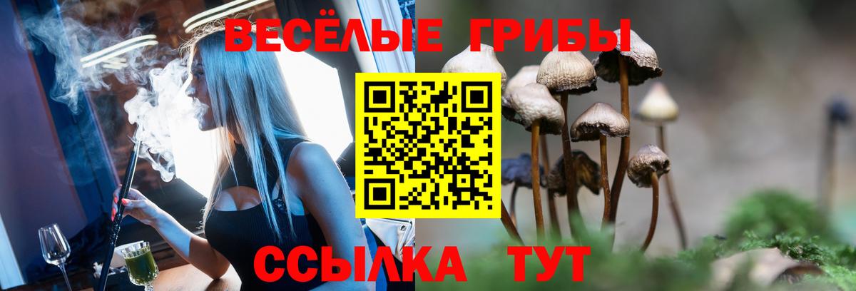 Псилоцибиновые грибы Psilocybe Владимир